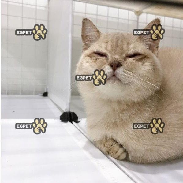 Nhỏ mắt, nhỏ mũi cho chó mèo thần thánh viêm mí mắt, chảy nước mắt, hắt hơi, sổ mũi, ho có đờm