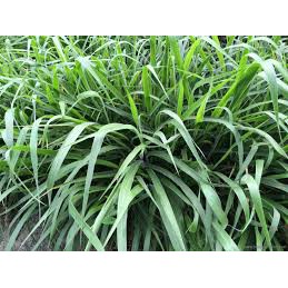 Gói 1KG hạt giống Cỏ Ruzi (Cỏ sả, Chịu giẫm đạp)