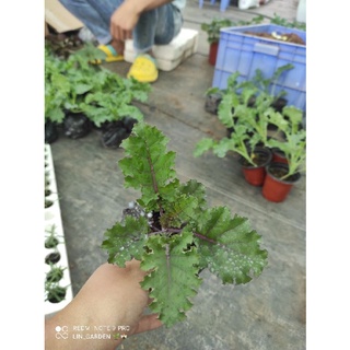 Cải kale xoăn tím
