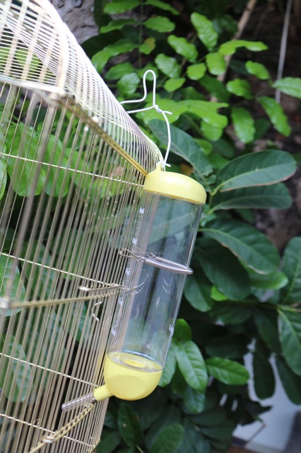 Lồng vẹt mạ vàng