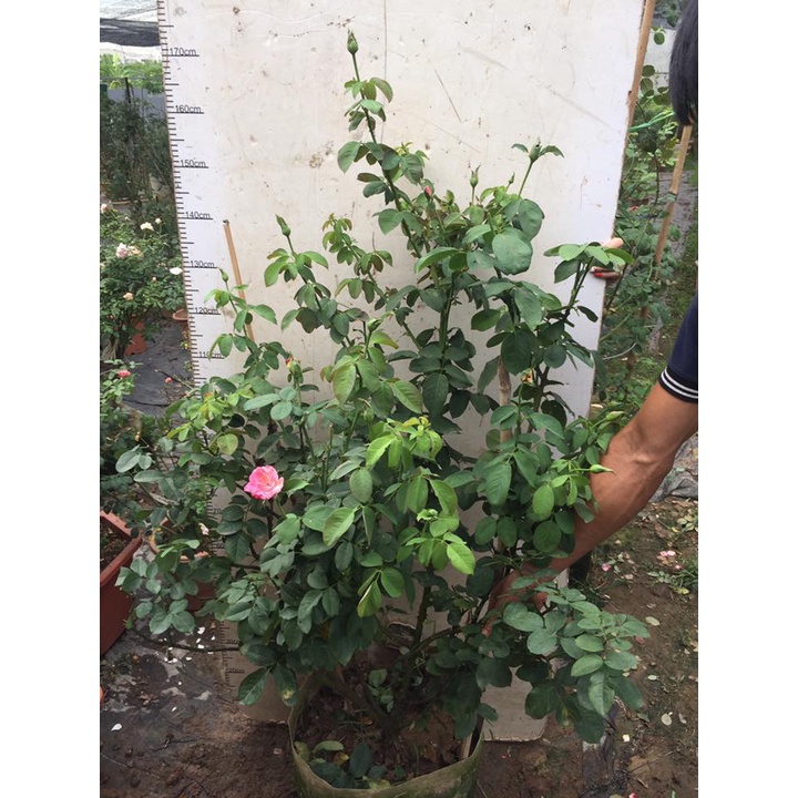 Hoa hồng ngoại double delight siêu đẹp hương thơm nồng nàn-HoaNgoaimelinh