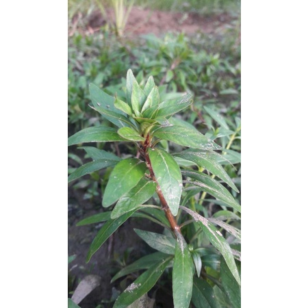 cây thủy sinh hoàng thái dương