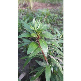 Cây thủy sinh hoàng thái dương