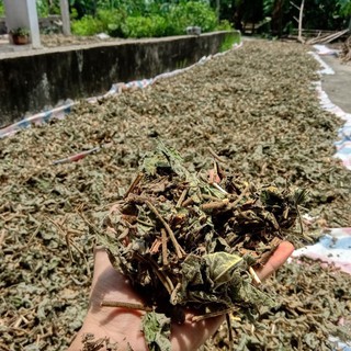 CÂY AN XOA RỪNG BÌNH PHƯỚC - 1KG .Hàng đẹp