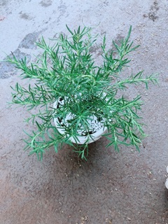 Chậu Hương Thảo