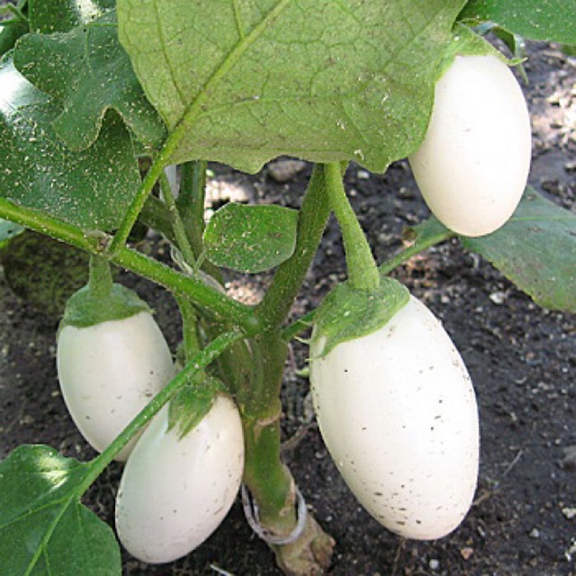 Cà trứng ngỗng