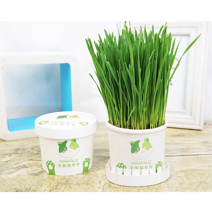 bộ trồng cỏ mèo -ngăn ngừa búi lông và bổ sung chất xơ cho mèo