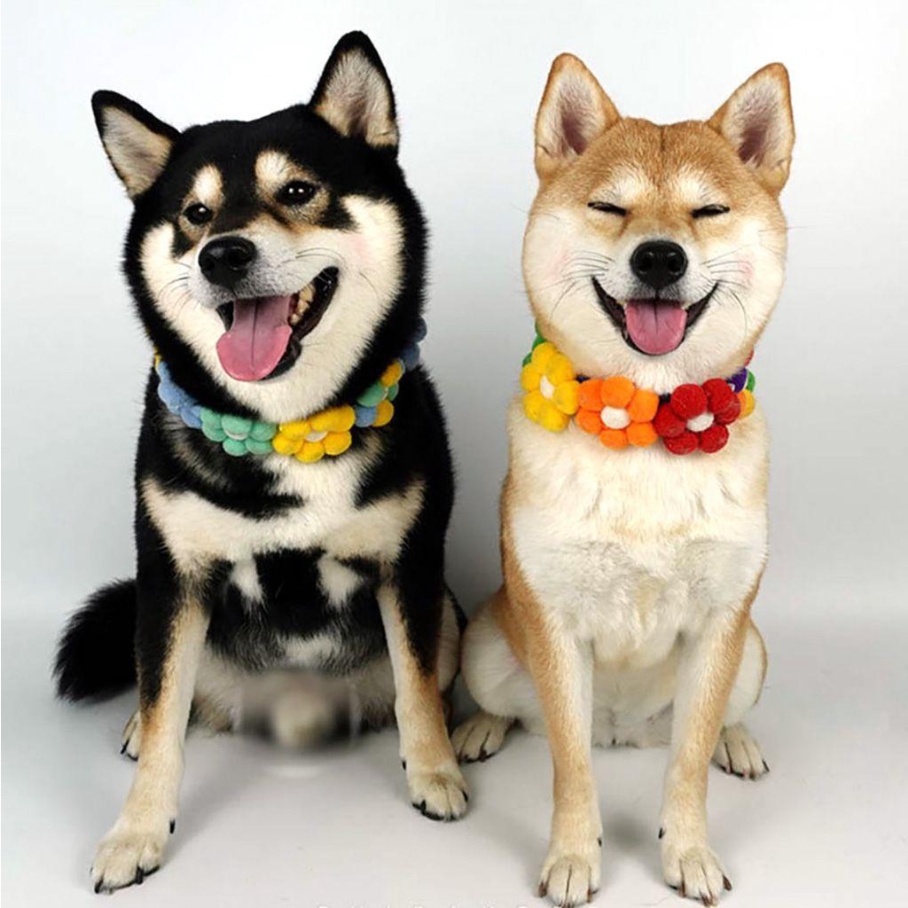 Danilo Vòng Cổ Họa Tiết Hoa Nhỏ Nhẹ Nhiều Màu Sắc Có Thể Điều Chỉnh Cho Thú Cưng