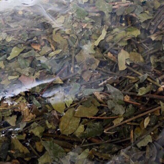 Chè vằng sẻ haot hạng 5kg