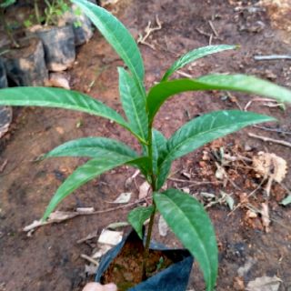 CÂY GIỐNG QUẢ TRỨNG GÀ/(LÊKIMA)