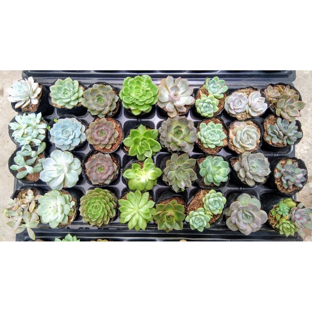 Combo 5 cây sen đá 5-8cm ngẫu nhiên + Gói 500g đất trồng🌵FREESHIP🔥Đã thuần khí nóng🌟  Bao đẹp