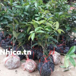 Cây hoa mộc