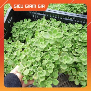 Sen thơm Mix Chậu