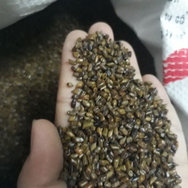 Combo hạt muồng khách 10kg