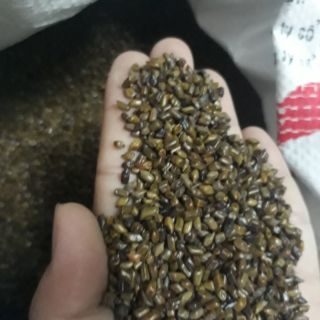 Combo hạt muồng khách 10kg