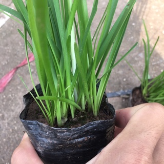 Cây hoa tóc tiên trồng bịch đen (cây huệ mưa)[Như Hình]
