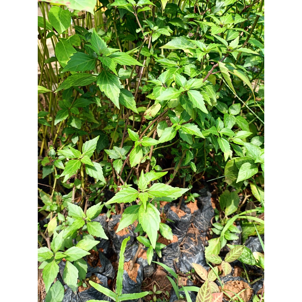 Cây giống râu mèo