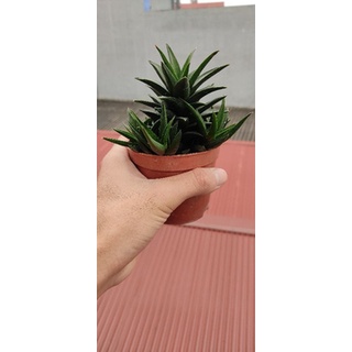 hawathia tortuosa