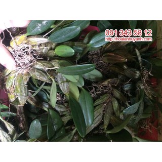 Khóm Lan vảy rồng rừng