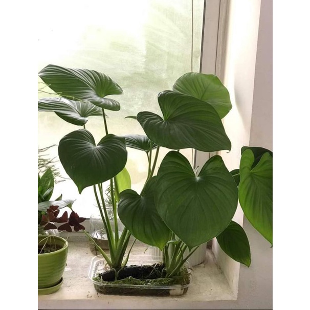 Cây Thiên Niên Kiện - cây phong thủy - hút khi độc trong nhà
