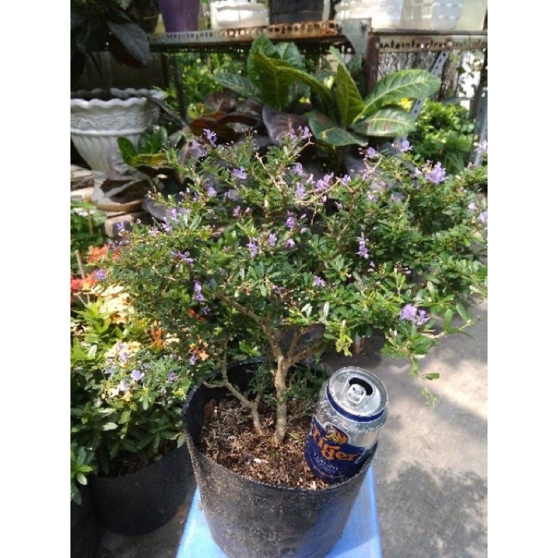 Linh Sam Siêu Bông