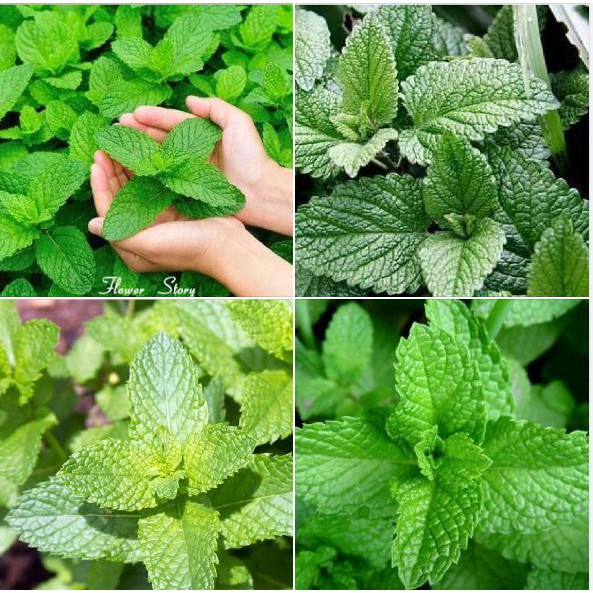 Hạt giống cây Bạc Hà HÚNG BẠC HÀ