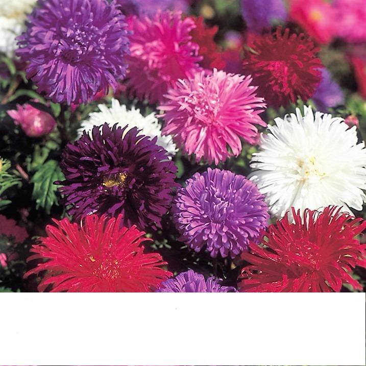 Hạt Giống Hoa Cúc Công Chúa Nhiều Màu Gói 20 Hạt