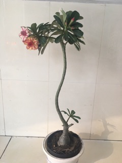 Sứ thái kép 100% cây gieo hạt (bao kép như hình)