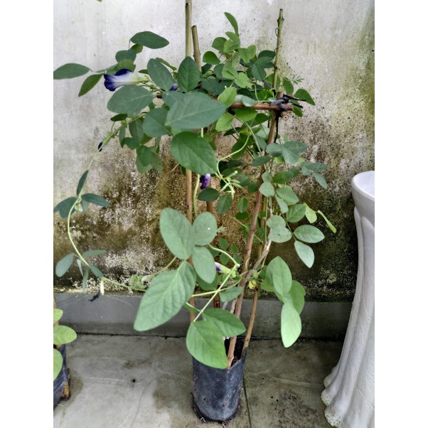 Cây hoa đậu biếc
