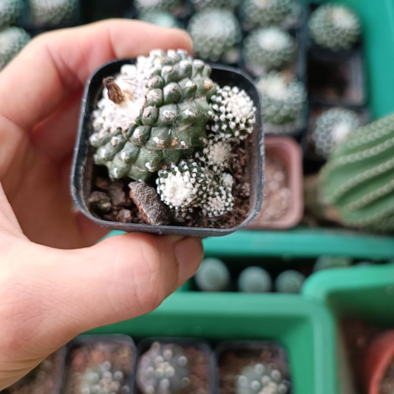 (Sale 50%)Xương rồng Copiapoa xanh đen hiếm-lạ hình cuối.