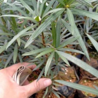Cây Giống Tùng La Hán