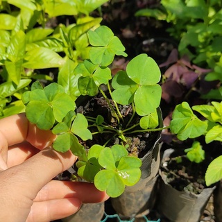 Hạt cỏ ba lá gói 10gram