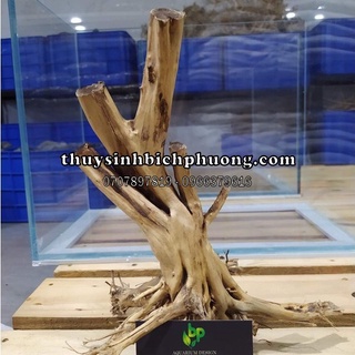 LŨA HẢI SƠN QUỲ NHẤT TRỤ HỒ THUỶ SINH - SẢN PHẨM BÁN THEO GỐC NHƯ HÌNH