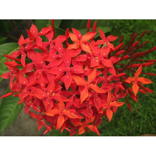Bông Trang Lá Nhỏ , Cao 25-35cm - Chậu Hoa