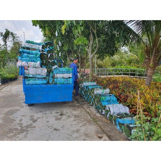 Cỏ nhung nhật, cỏ lót thảm