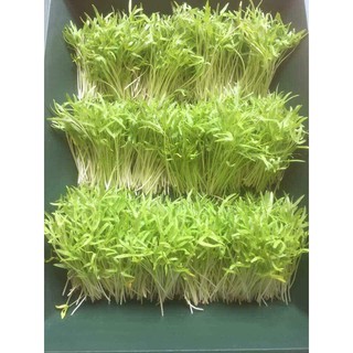 Hạt giống rau muống mầm