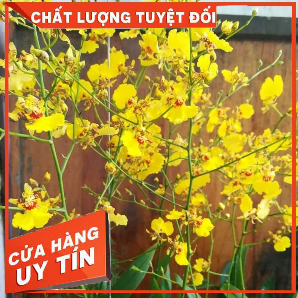 Hoa Lan vũ nữ mật ngọt- cây đang nụ