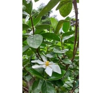 cây chi tử ( dành dành 6 cánh) 2cây