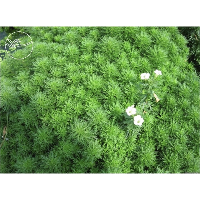 Limnophila Sessiliflora - Cây Tiểu Bảo Tháp - Cây Thủy Sinh Cắt Cắm Lá Cạn