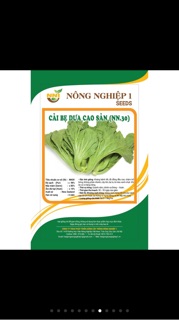 Hạt giống cải bẹ dưa