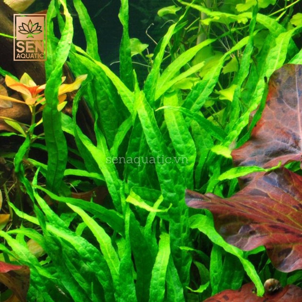 Cây Dương Xỉ Lá Hẹp