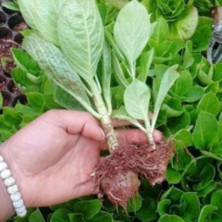 cẩm tú cầu bầu ổn định