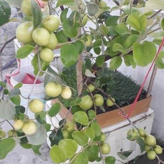 Cây giống táo thái