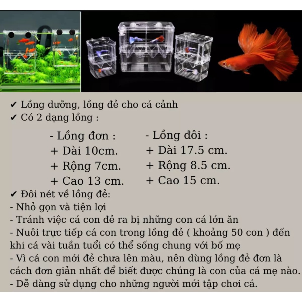 Lồng đẻ cho cá cảnh - tách cá và dưỡng cá - Giao Hàng Hoả Tốc TPHCM