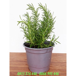 CÂY HƯƠNG THẢO ĐỂ BÀN