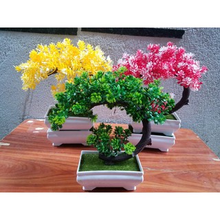 chậu hoa bon sai để bàn