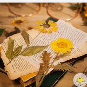 Bộ 6 hoa lá khô STI13, sticker trang trí album, sổ tay Vpp Tuệ Minh