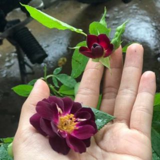 Hoa hồng Midnight Blue