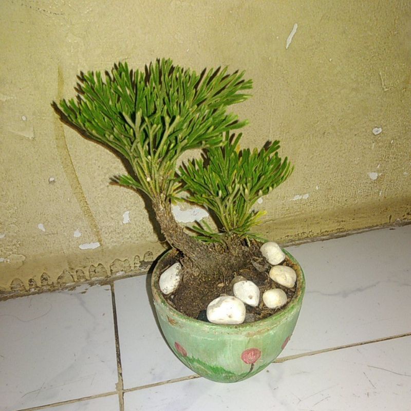 Cây cỏ Trường sinh thảo