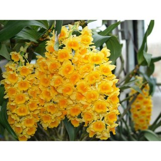 Sản phẩm CHẬU LAN KIỀU VÀNG MỠ GÀ ,DÒNG LAN THỦY TIÊN - CHẬU TRỒNG THUẦN SIÊU ĐẸP + Tặng (0,3kg) phân hữu cơ cao cấp